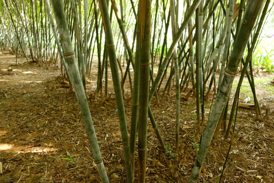 竹節(jié)