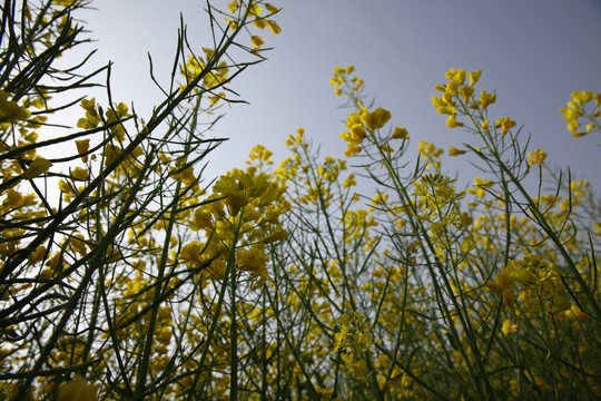 油菜花