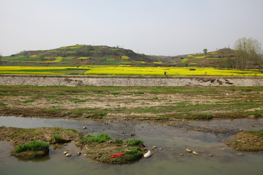 油菜花