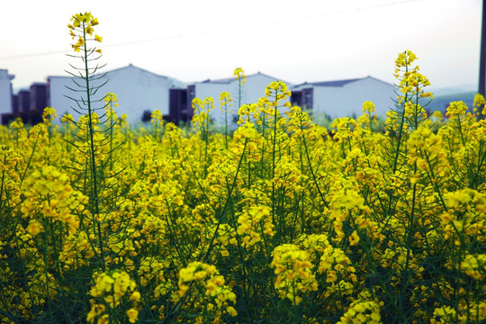 油菜花