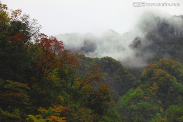 云海 红叶