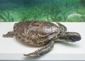 绿海龟标本 绿海龟