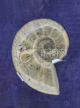 澳大利亚菊石 化石标本