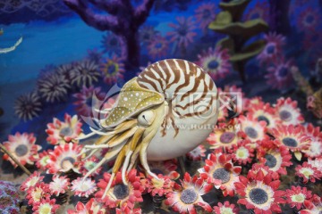 鹦鹉螺 Nautilus