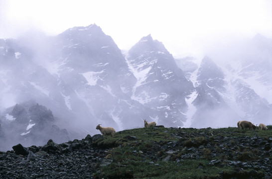 高山