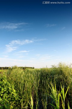 稻田 水稻