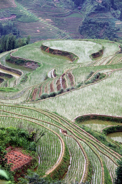 龙脊梯田