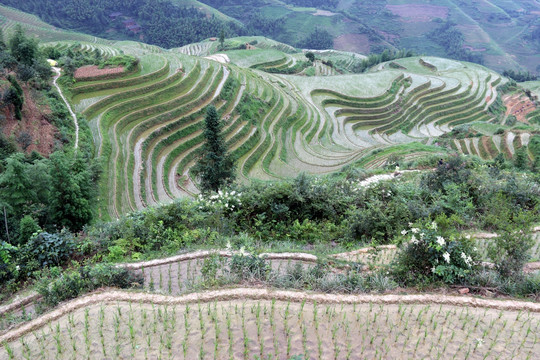 龙脊梯田