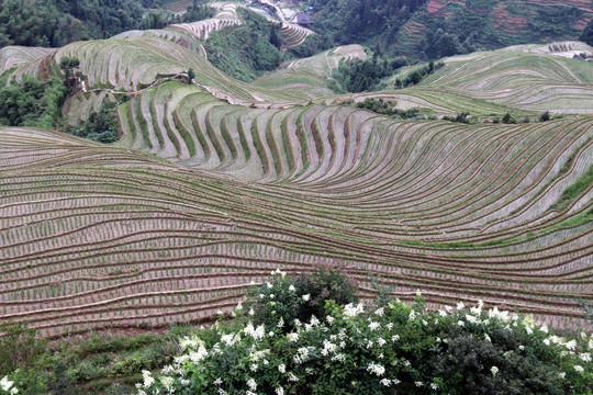 龙脊梯田