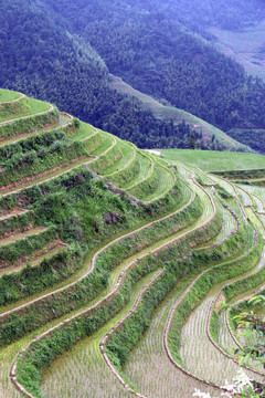 龙脊梯田