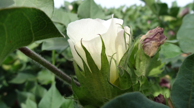 新疆 棉花