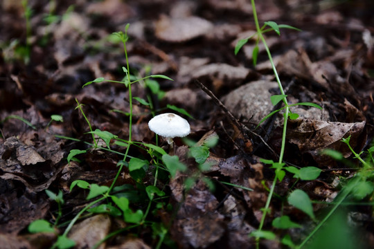 野生蘑菇 菌类