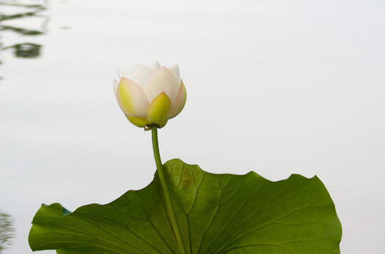 荷韵 荷花 白莲花