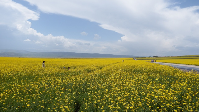 门源油菜花海