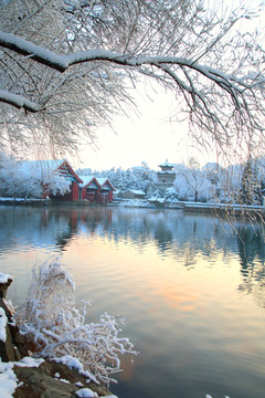 颐和园春雪