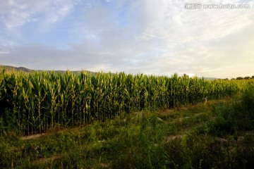 田野