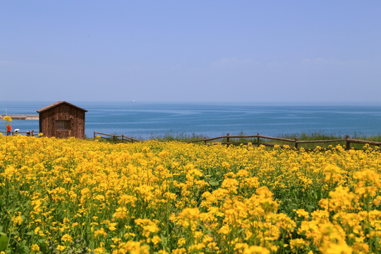 青海湖畔 油菜花