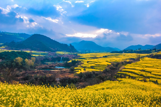 金色油菜花