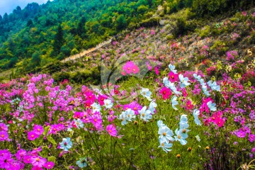 漫山鲜花