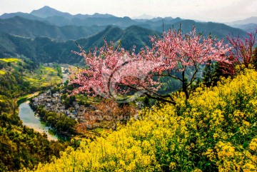 漫山鲜花