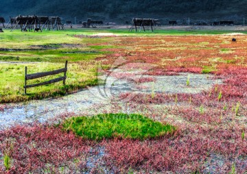 红草地