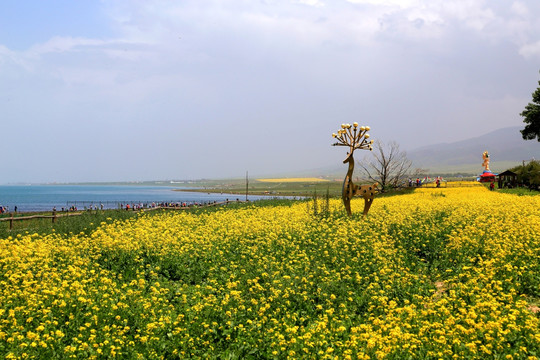 青海湖岸菜花黄