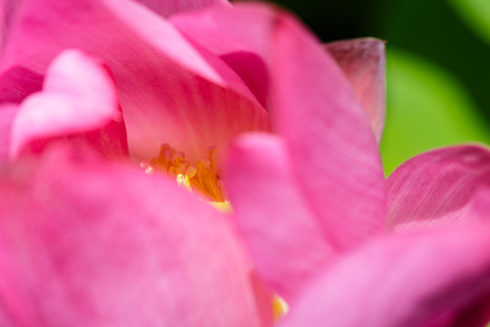 红莲 初见芙蓉