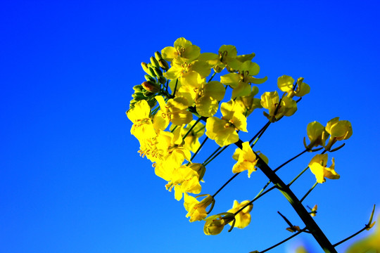 油菜花