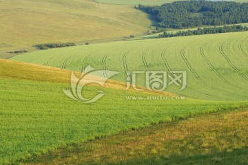 麦田风景