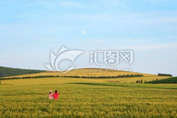 麦田风景