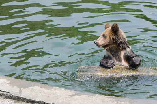 一只游泳的灰熊