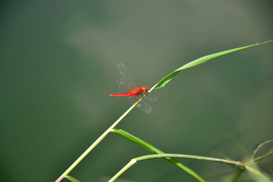 红蜻蜓