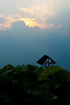 夕阳朝阳云彩荷花