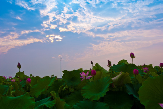 夕阳朝阳云彩荷花