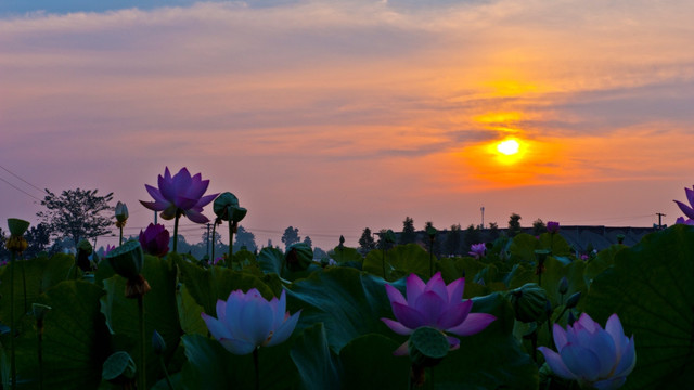 夕阳朝阳云彩荷花