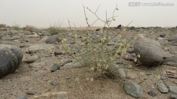 新疆车尔臣河大峡谷植被