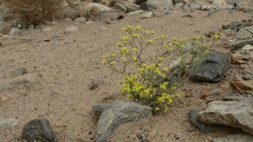 新疆车尔臣河大峡谷植被