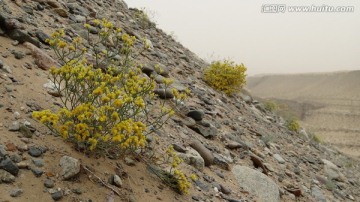 新疆车尔臣河大峡谷植被