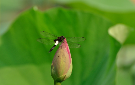 黑蜻蜓