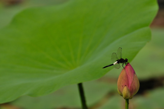 蜓韵