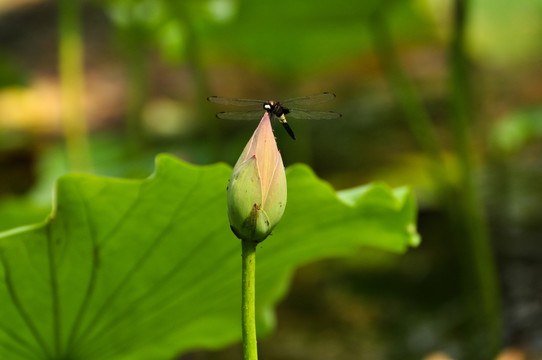 蜓韵