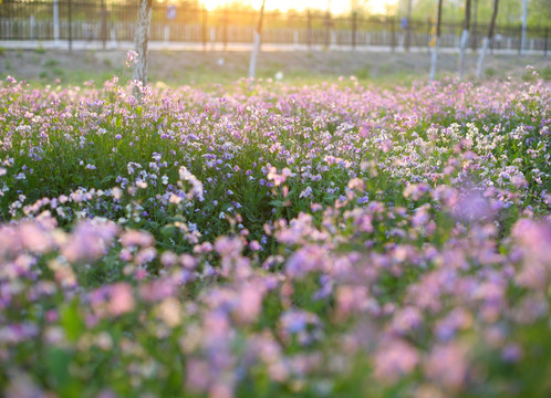 春花烂漫