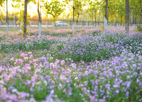 春花烂漫