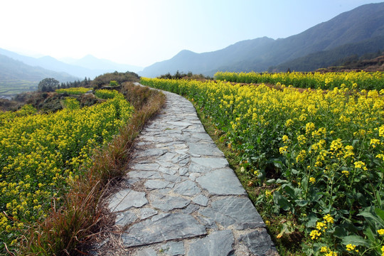 婺源江岭