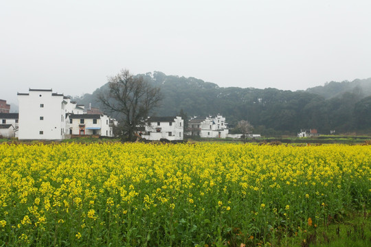 婺源思溪延村