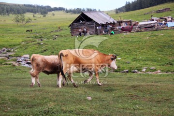 草原牧场 奶牛