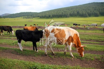 喀纳斯草场 奶牛