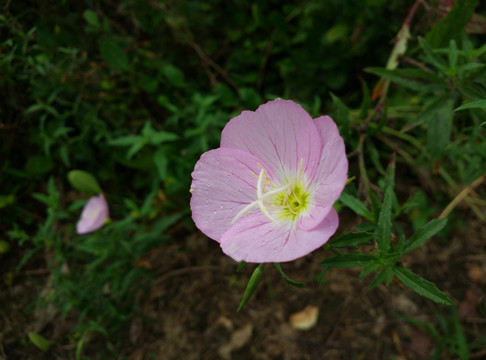 月见草 花