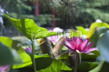 荷花 荷花池