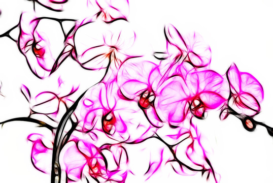 裝飾畫 蝴蝶蘭 蘭花